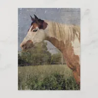 Pinto Horse Grunge Postcard