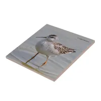 Juvenile Wilson's Phalarope Tile