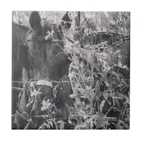 Amish Horse  Black and White Grunge  Tile