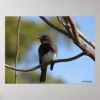 Poster - Flycatcher profile