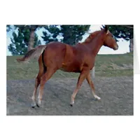 Sorrel Yearling