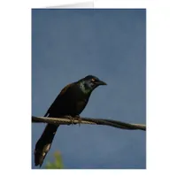 The Grackle on a Powerline, Good Birthday