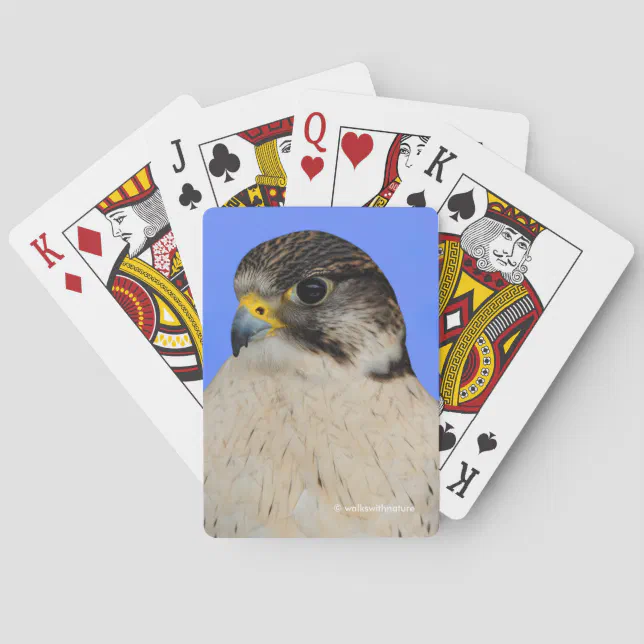 Stunning Gyrfalcon Saker Hybrid Falcon Poker Cards