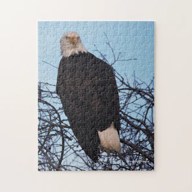 Fierce Stare of a Bald Eagle Jigsaw Puzzle