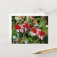 Pineapple Guava / Guavasteen / Feijoa Flowers Postcard