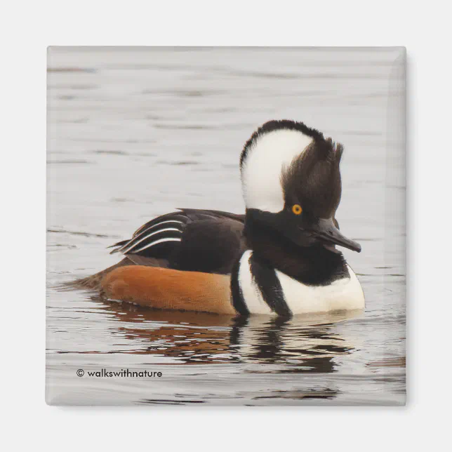 Stunning Hooded Merganser Duck at the Pond Magnet