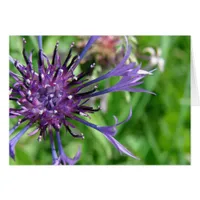 Purple Flower Macro Photo