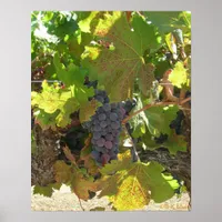 Poster - Grapes on the vine