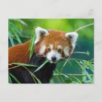 Whimsical Gaze - The Red Panda Postcard