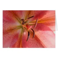Lily Macro Flower Photo