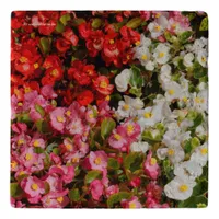 Colorful Wax Begonias Trivet
