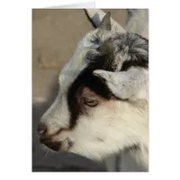 Moose The Goat