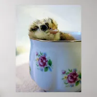 Easter Egger Chick in Cup