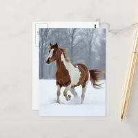 Unique Winter Paint Horse Postcard