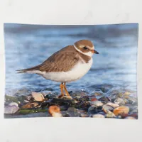 Beautiful Semipalmated Plover at the Beach Trinket Tray