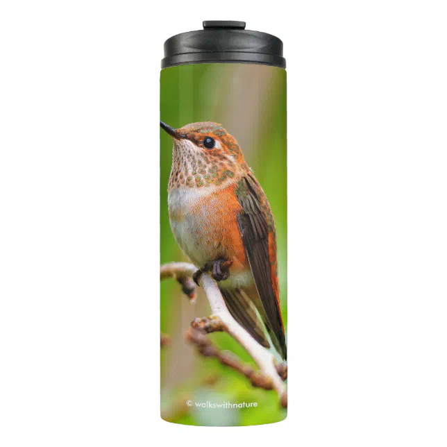 Female Rufous Hummingbird on the Plum Tree Thermal Tumbler