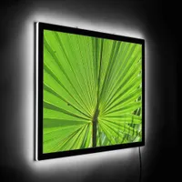 Illuminated Sign - Palm Frond