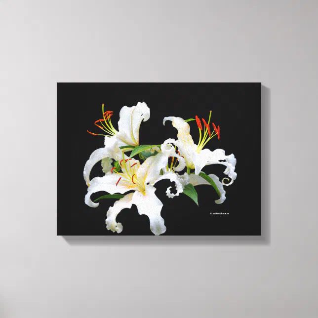 Elegant Casablanca White Oriental Lilies Canvas Print