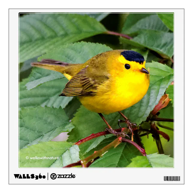 Beautiful Wilson's Warbler in the Cherry Tree Wall Decal