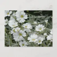 White Flowers From Garden Postcard