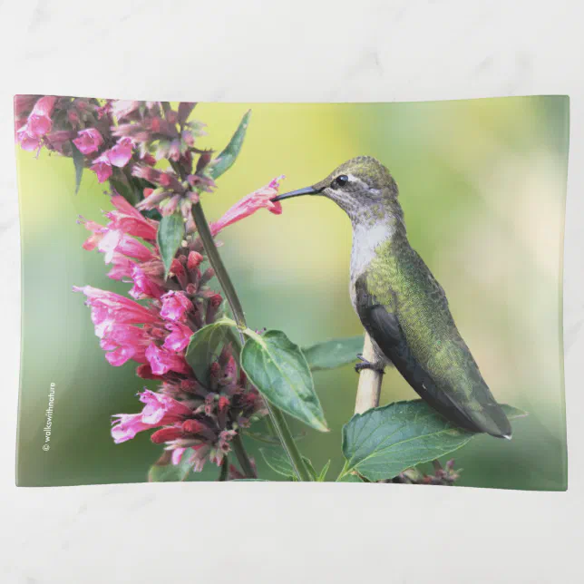 Anna's Hummingbird on the Anise Hyssop Flowers Trinket Tray