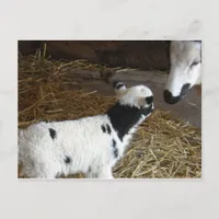 Funny Face's Lamb Postcard