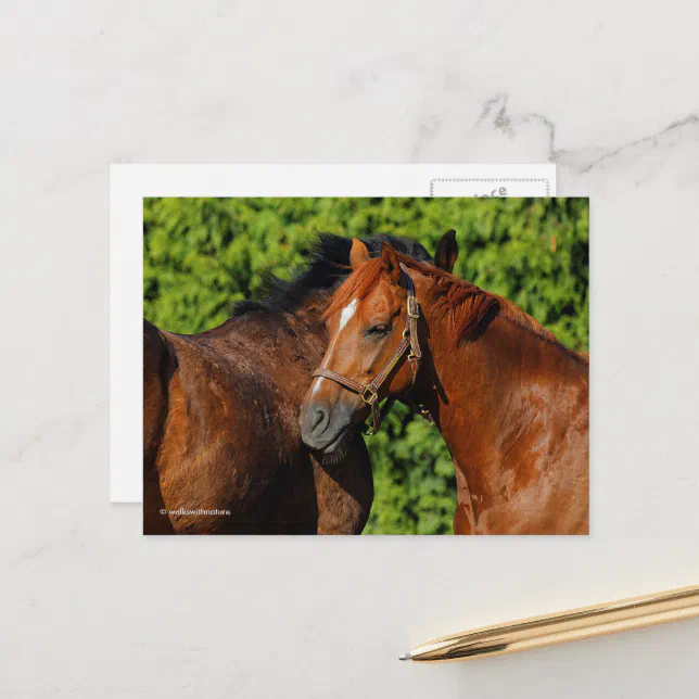 Two Beautiful Chestnut Horses in the Sun Postcard