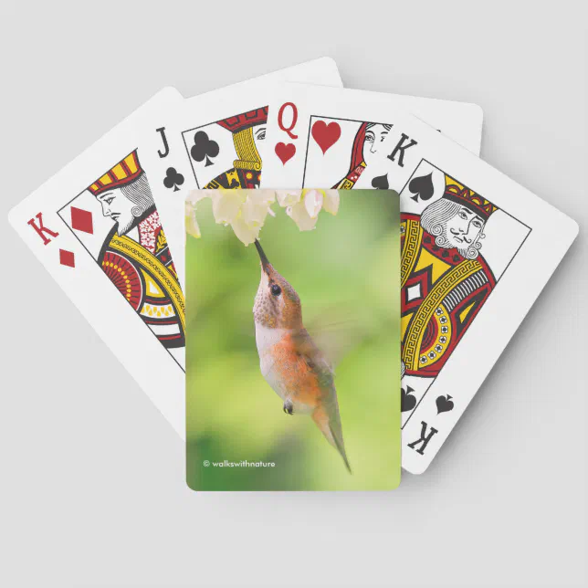 Rufous Hummingbird Sips Blueberry Blossom Nectar Poker Cards