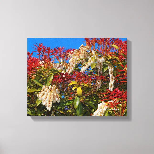 Japanese Andromeda Bonfire Canvas Print