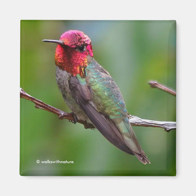 Anna's Hummingbird: This King Wears a Pink Crown Magnet