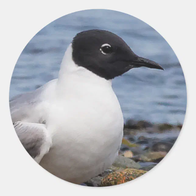 Bonaparte's Gull at the Beach Classic Round Sticker