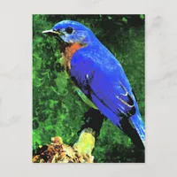 Bluebird Postcard