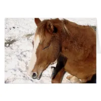 Dunnit Takes a Winter Sun Bath