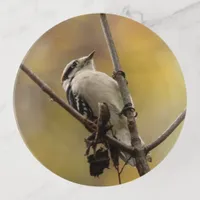 Downy Woodpecker Grasps Branch Photo Enlargement Trinket Tray