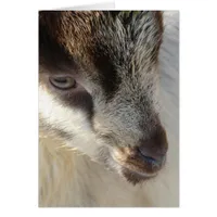 Cute Little Goat