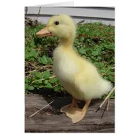 Pekin Duckling Cards