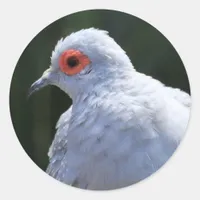 Diamond Dove in the Spotlight Classic Round Sticker