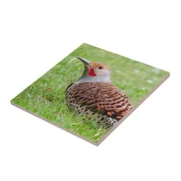 Stunning Northern Flicker Foraging in the Grass Ceramic Tile