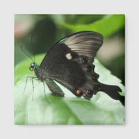 Paris Peacock Swallowtail Butterfly on Leaf Magnet