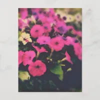 Grocery Store Flowers Postcard