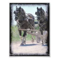 Working Amish Pinto Drafts Photo Print
