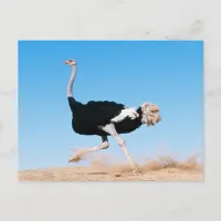 Funny Running Ostrich Photo Postcard