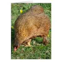 Boots the Hen
