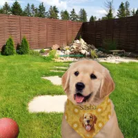 "Forever Golden Stylish Golden Retriever Floral  Pet Bandana Collar