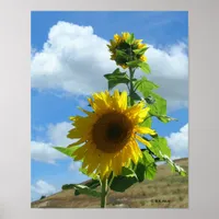 Poster - Sunflower