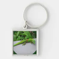 Gold Dust Day Gecko – Audition and Get Some Gecko Keychain