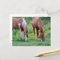 Beautiful Sorrel Gelding Paint Mare Postcard