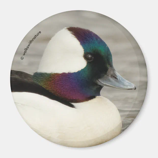 Always Dressed to Impress: A Curious Bufflehead Magnet