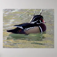 Wood Duck Drake Poster