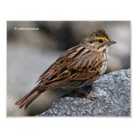 An Inquisitive Savannah Sparrow Photo Print